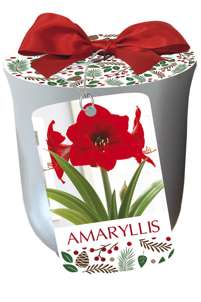 Amaryllis Red Lion in Silver Bulb 1/Pack