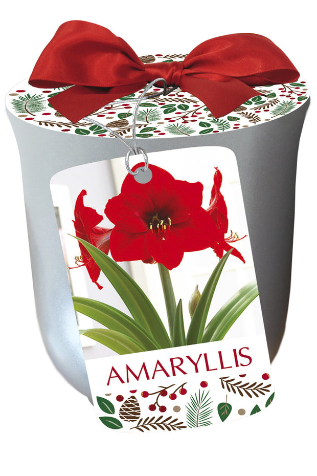 Amaryllis Red Lion in Silver Bulb 1/Pack