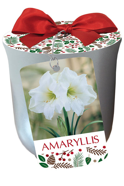 Amaryllis White Christmas in Silver Bulb 1/Pack