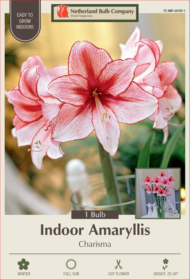 Amaryllis Charisma Bulb 1/Pack