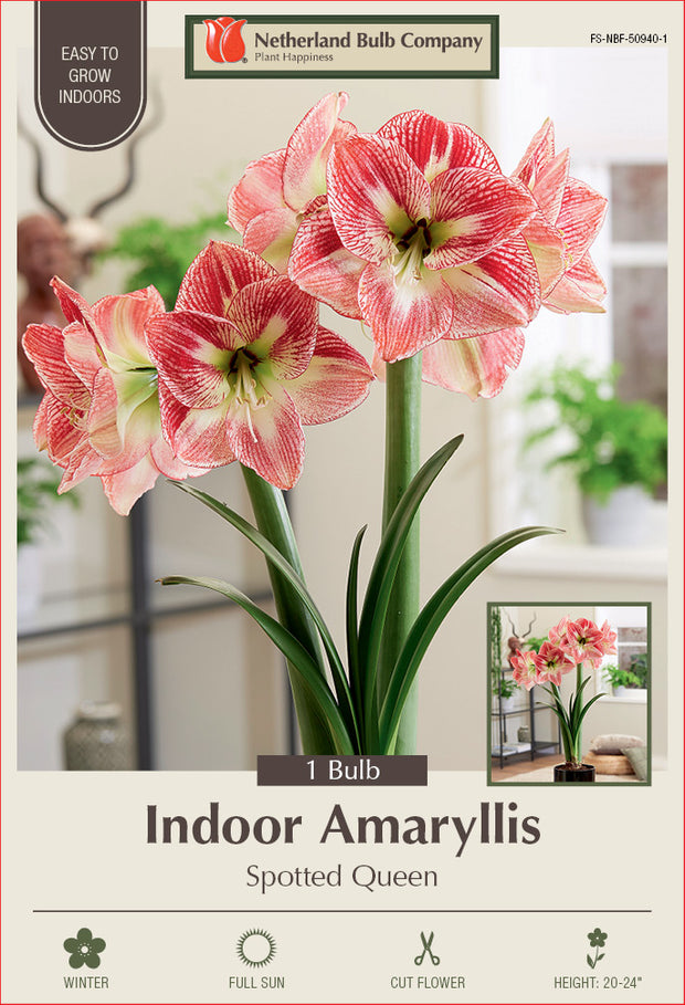 Amaryllis Spotted Queen Bulb 1/Pack