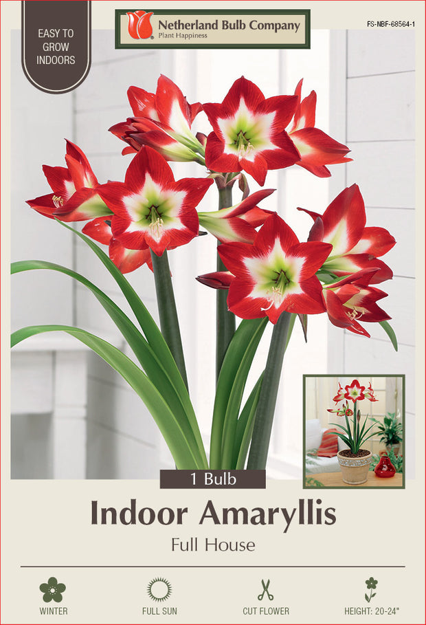 Amaryllis Full House Bulb 1/Pack