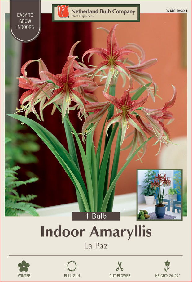 Amaryllis La Paz Bulb 1/Pack