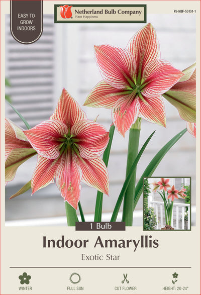 Amaryllis Exotic Star Bulb 1/Pack