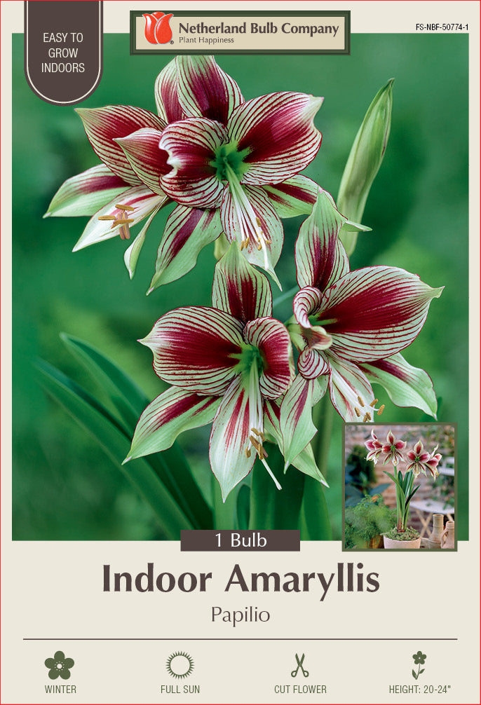 Amaryllis Papillo Bulb 1/Pack