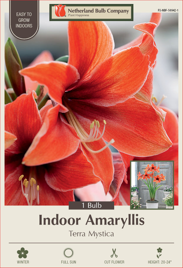 Amaryllis Terra Mystica Bulb 1/Pack