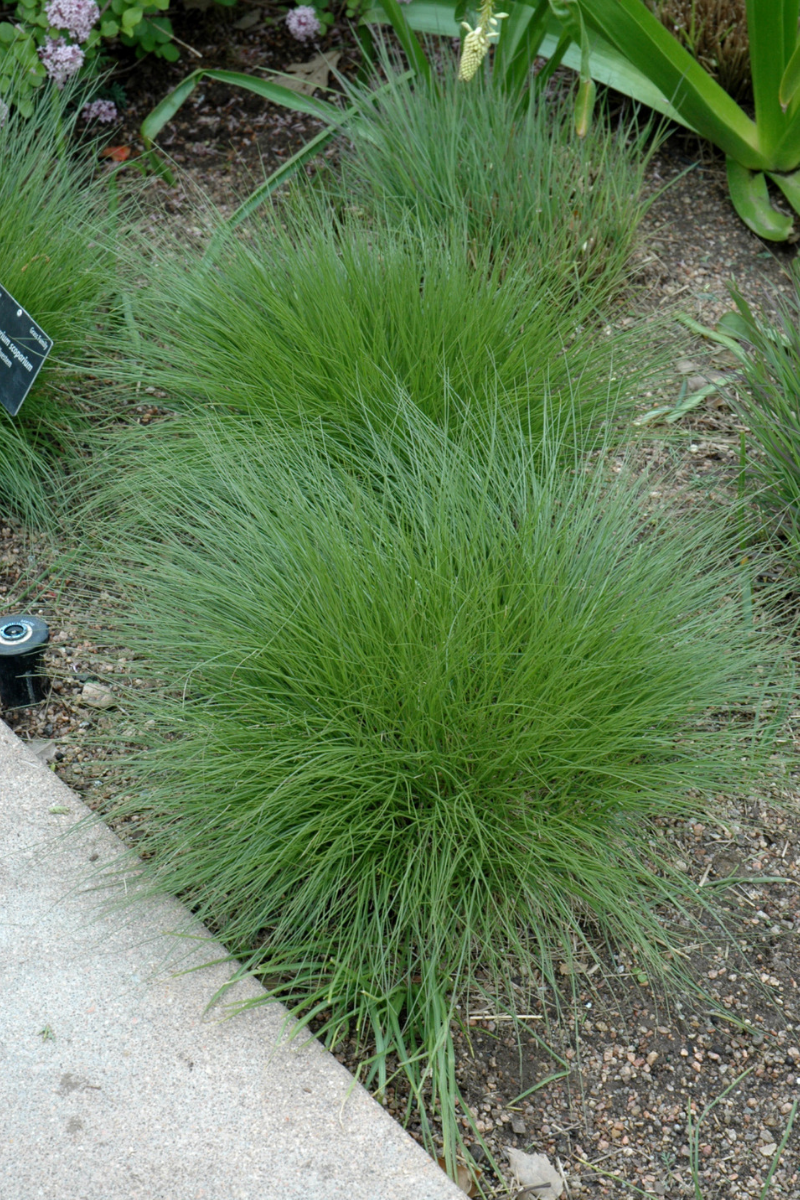 Grass, Bluestem Little Jazz