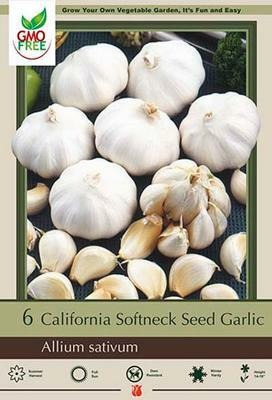 Allium Garlic California Baja White Jumbo Bulbs 6/Pack