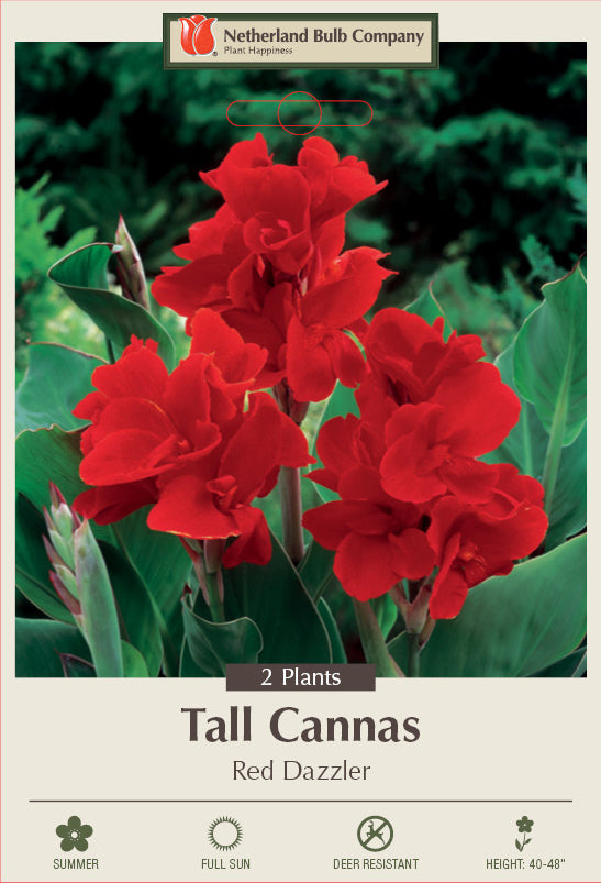 Canna Red Dazzler 2 Pack