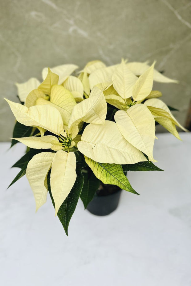 Poinsettia, White 6"