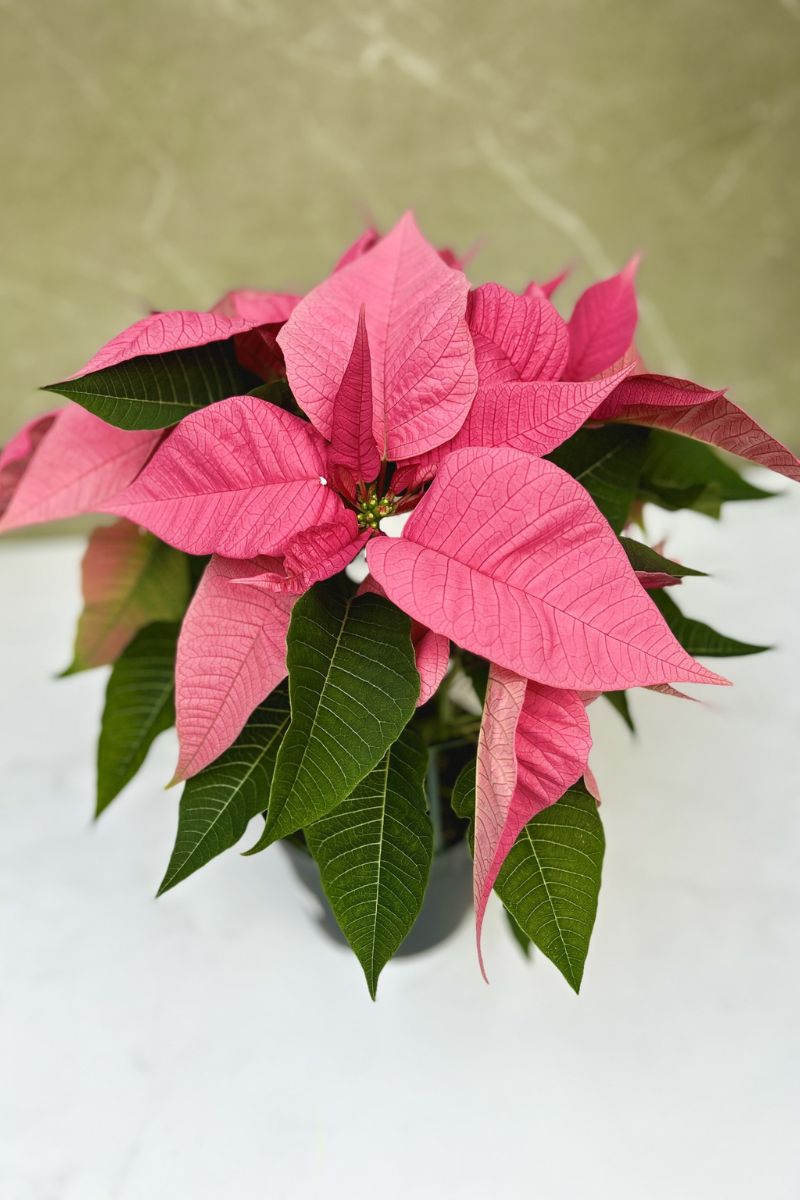 Poinsettia, Pink 6"