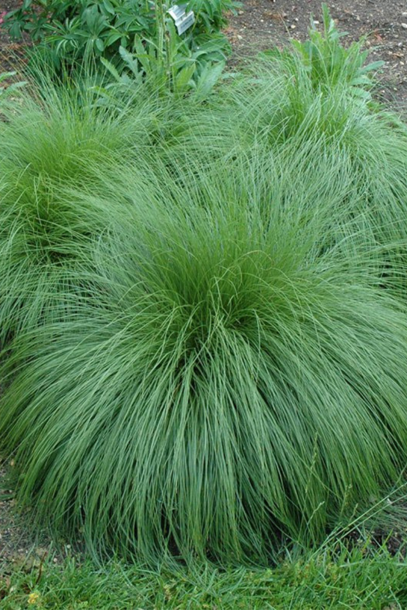 Grass, Prairie Dropseed