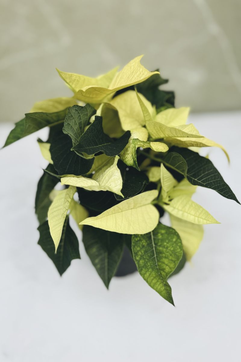 Poinsettia, Lemon Glow 4"