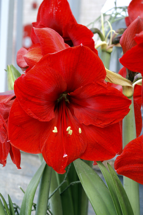 DeVroomen Amaryllis Red Lion Bulb 1/Pack