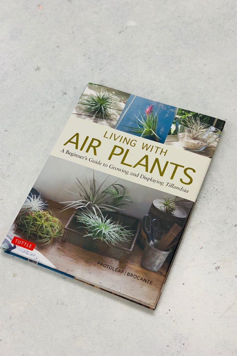 Living With Air Plants: A Beginner's Guide to Growing and Displaying Tillandsia
