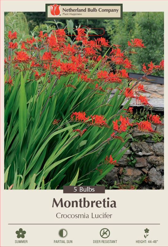 Crocosmia Crocomiifloa Lucifer 5 Pack