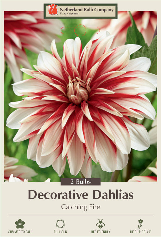 Dahlia Decorative Catching Fire 2 Pack