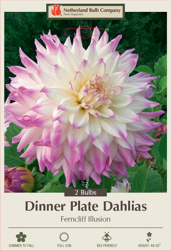 Dahlia Dinner Plate Ferncuff Illusion 2 Pack