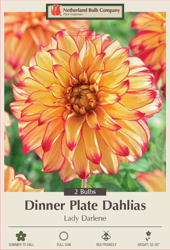 Dahlia Dinner Plate Lady Darlene 2 Pack