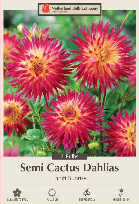 Dahlia Semi Cactus Tahiti Sunrise 2 Pack