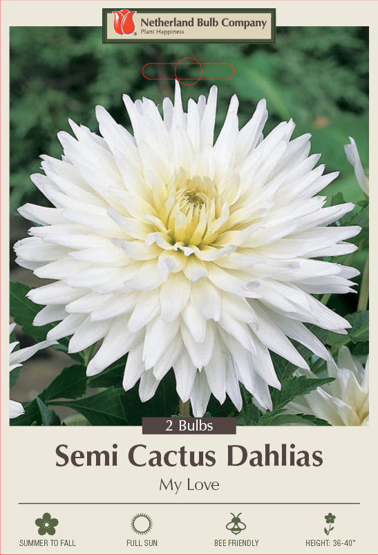 Dahlia Semi Cactus My Love 2 Pack