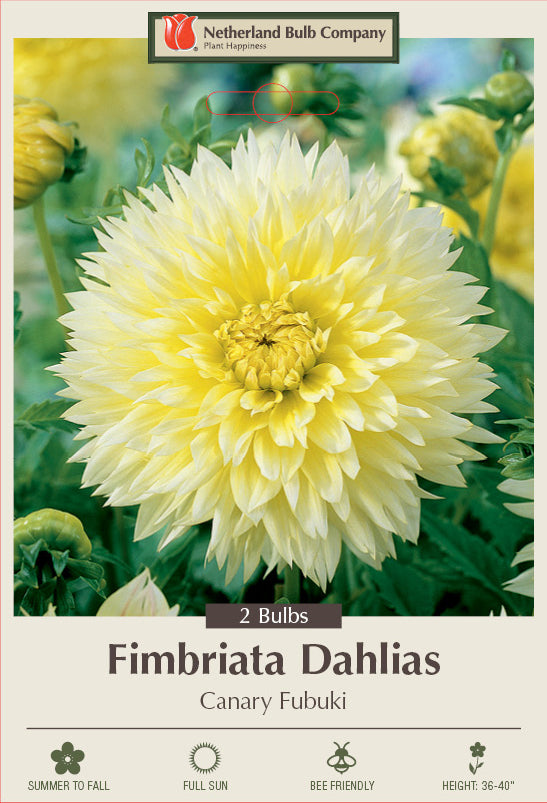 Dahlia Fimbriata Canary Fubuki 2/Pack