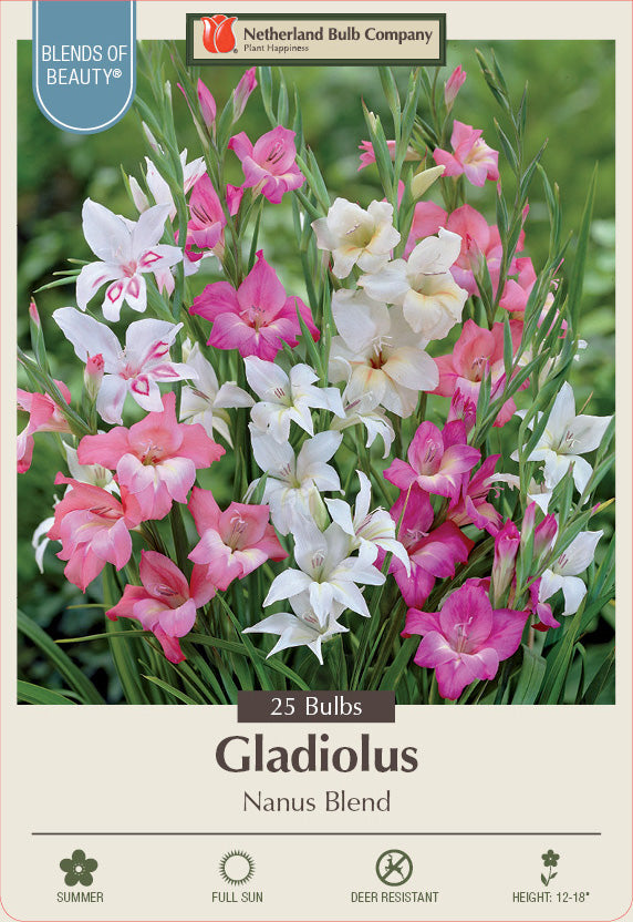 Hardy Gladiolus Nanus Blend Bulbs 25/Pack