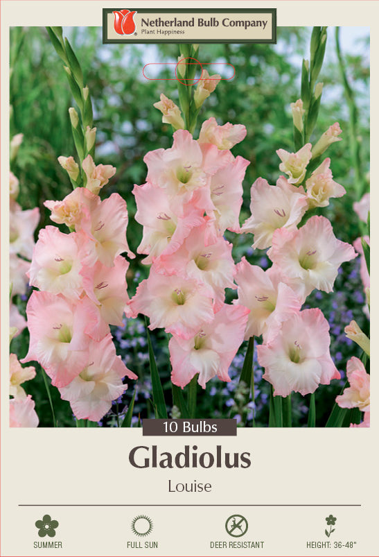 Gladiolus Large Flowering Louise 10/Pack