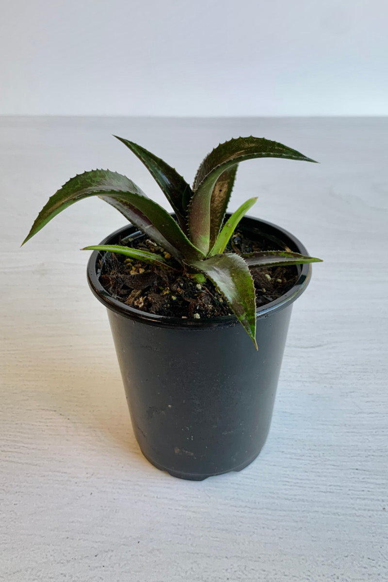 Mangave Center Of Attention