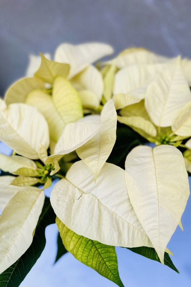 Poinsettia, White 8"