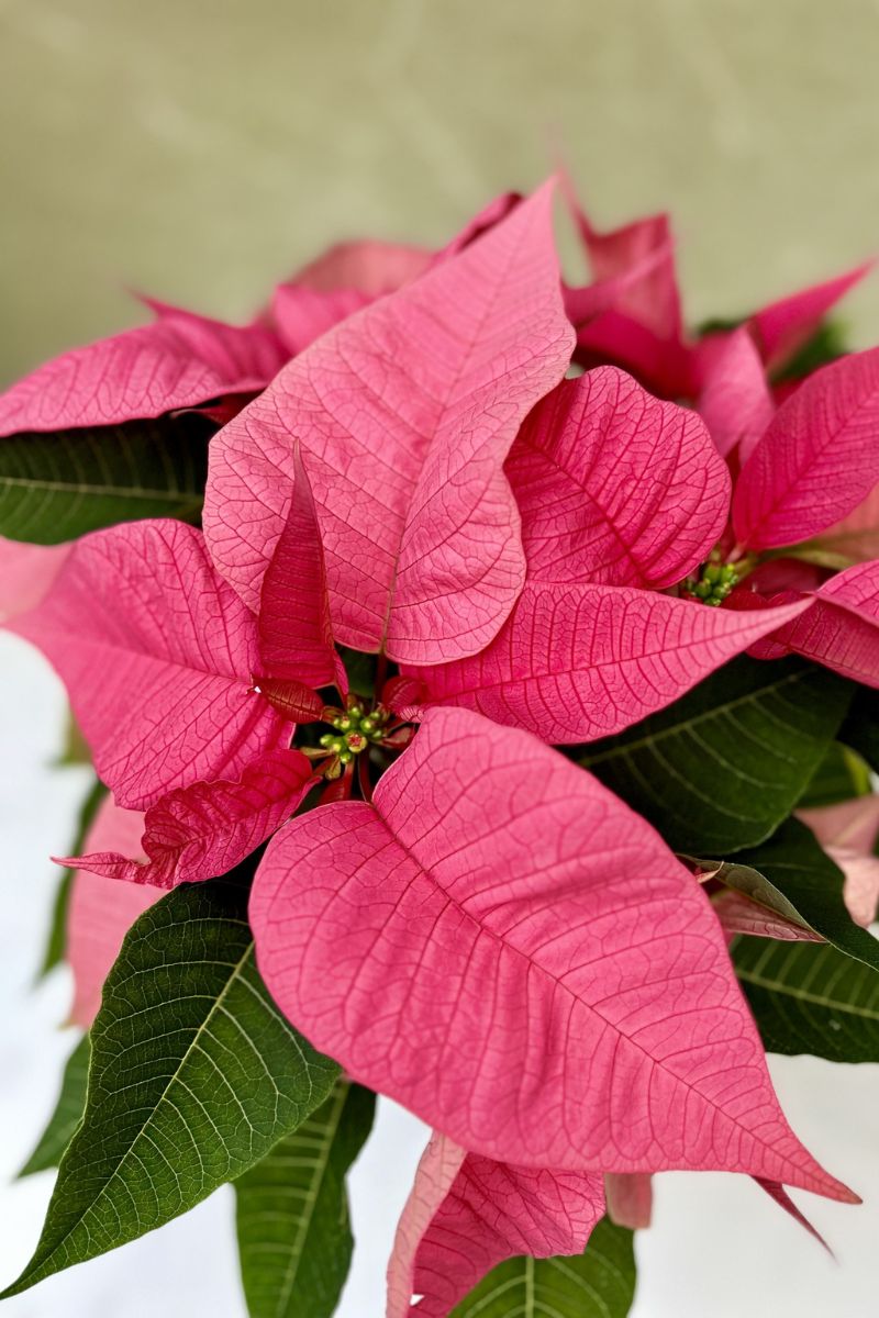 Poinsettia, Pink 6"