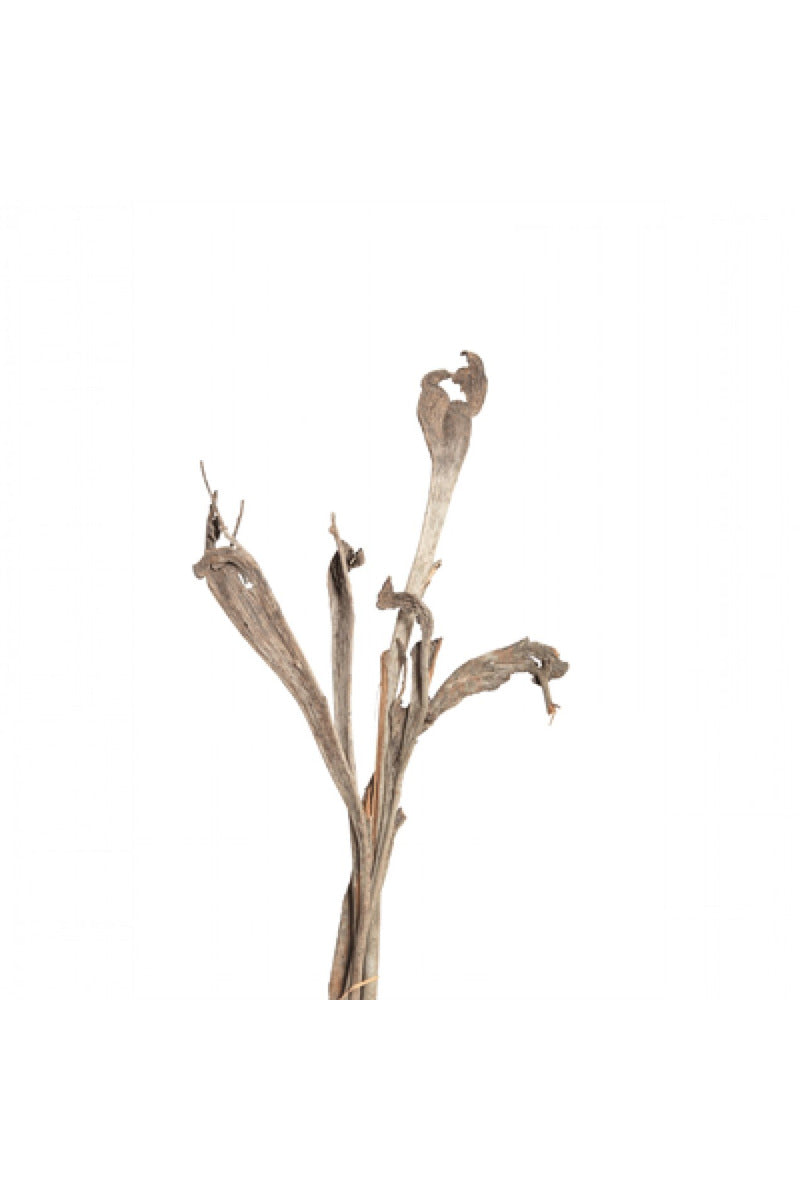 Vyn Dried Natraj Natural (3-5 Stem)