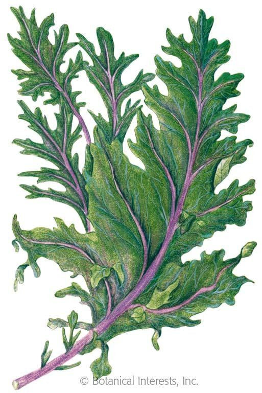 Botanical Interests Red Russian Kale Organic Seeds