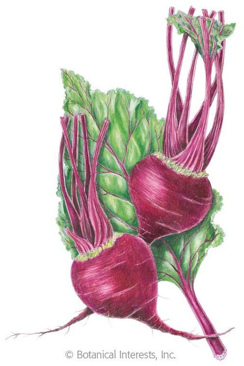 Botanical Interests Early Wonder Beet Organic Seeds