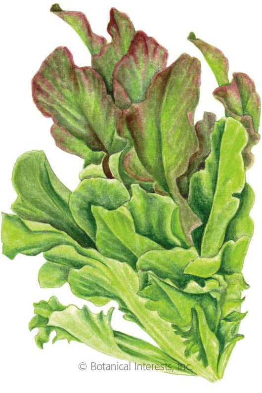 Botanical Interests Salad Bowl Blend Leaf Lettuce Organic Seeds