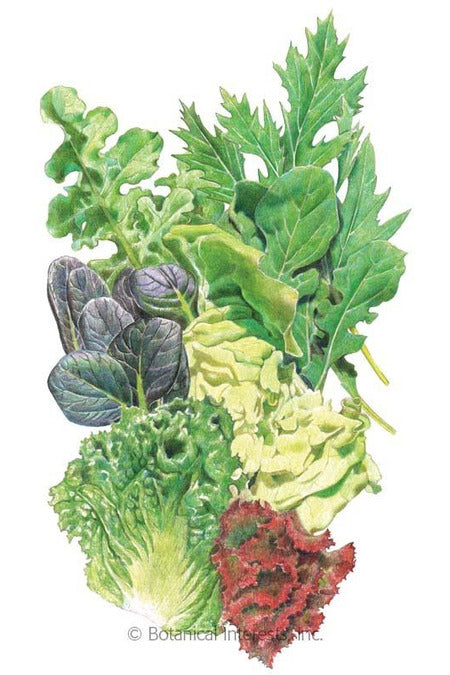 Botanical Interests Chef's Medley Mesclun Lettuce Organic Seeds