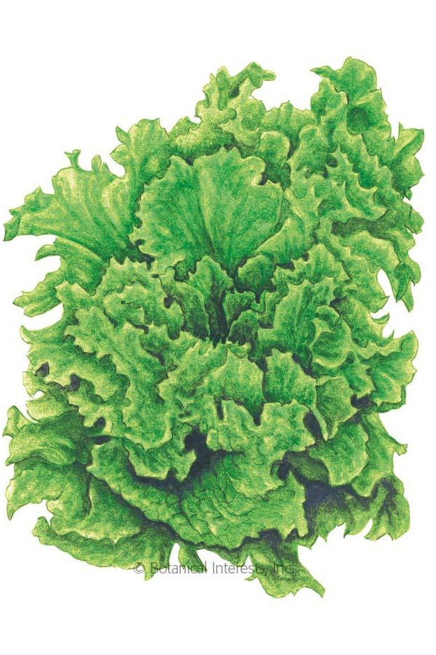Botanical Interests Lettuce Seeds - Thumbnail 5