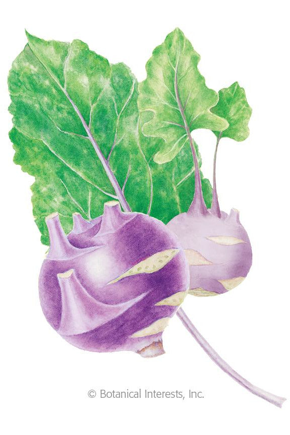 Botanical Interests Purple Vienna Kohlrabi Organic Seeds