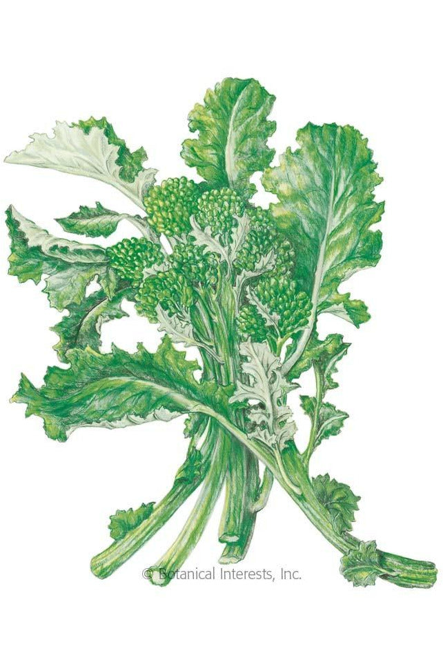 Botanical Interests Rapini Broccoli Raab Organic Seeds