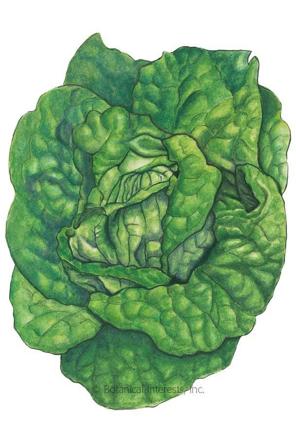 Botanical Interests Buttercrunch Butterhead Lettuce Organic Seeds