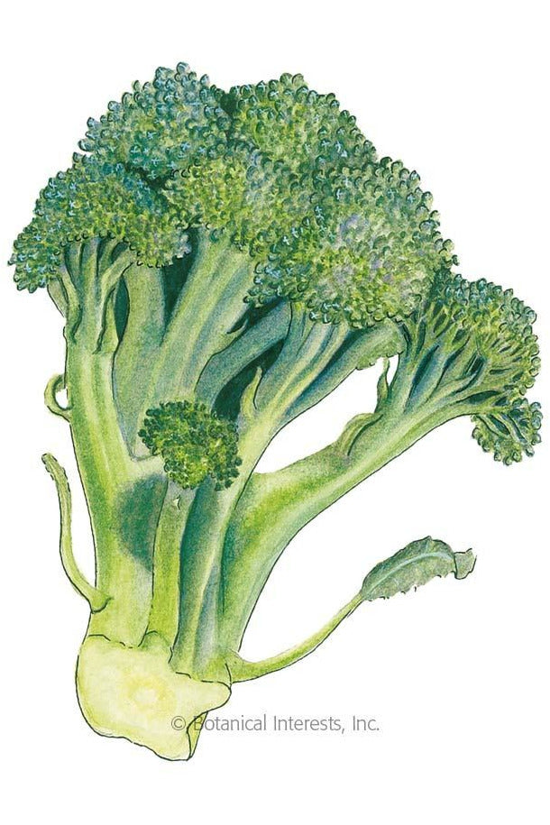 Botanical Interests Di Cicco Broccoli Organic Seeds