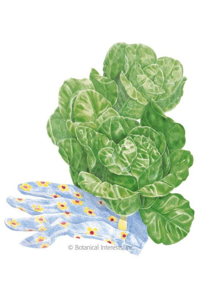 Botanical Interests Little Gem Mini-Romaine Lettuce Organic Seeds