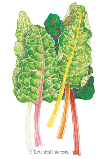 Botanical Interests Five Color Silverbeet Swiss Chard Organic Seeds