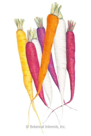 Botanical Interests Carnival Blend Carrot Organic Seeds