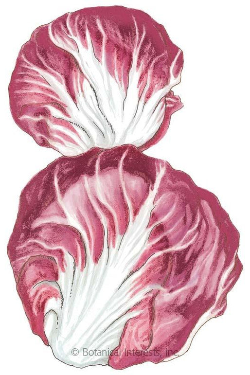 Botanical Interests Palla Rossa Mavrik Radicchio Organic Seeds