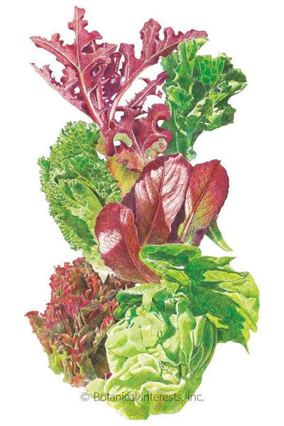 Botanical Interests Gourmet Baby Greens Mesclun Lettuce Organic Seeds