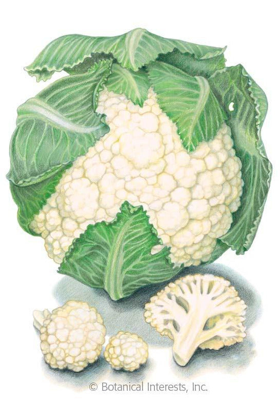 Botanical Interests Snowball Y Cauliflower Organic Seeds