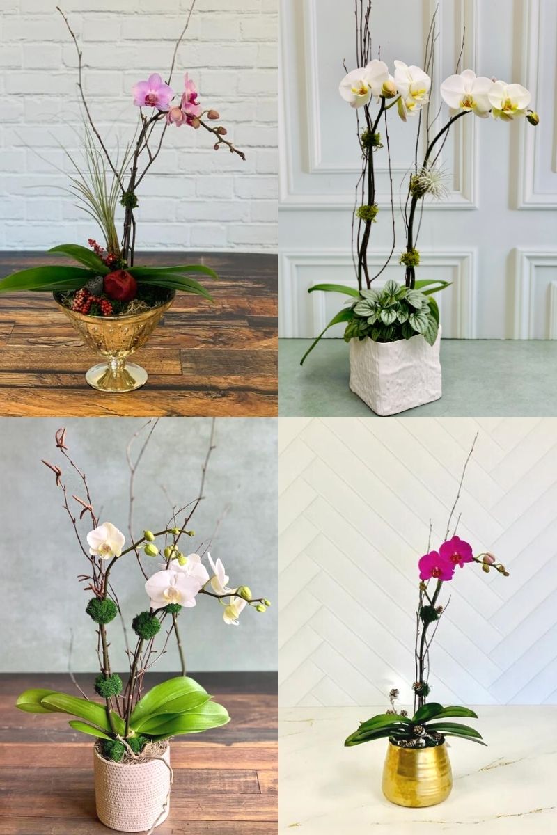 Signature Arrangement Subscription | Orchid Refresh