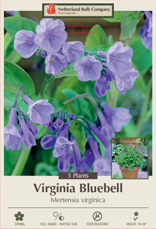 BULB, MERTENSIA VIRGINICA PK/2