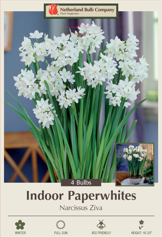 Narcissus Paperwhite Ziva Bulbs 4/Pack